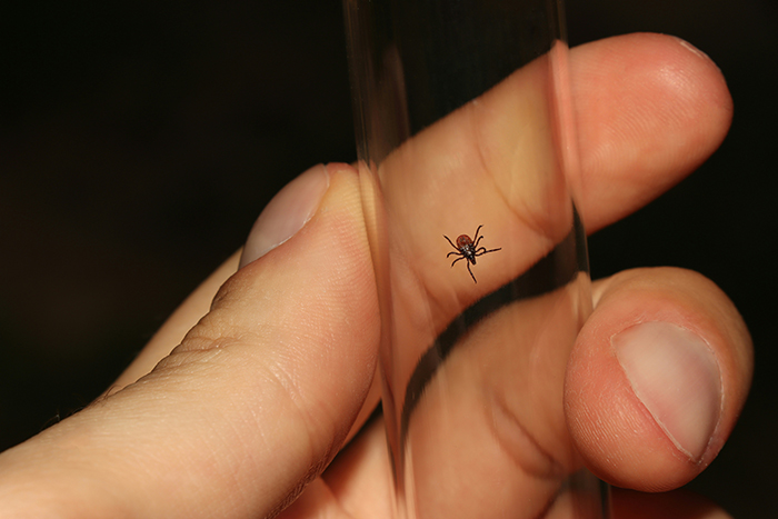 Взрослый клещ (Ixodes ricinus), пойманный в стеклянный флакон.